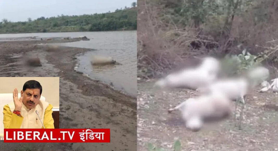मप्र में गौवंश की हत्या से सकते में सरकार.. सीएम ने कहा-कठोर कार्रवाई होगी