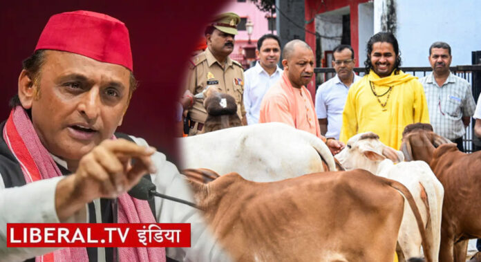 UP Akhilesh Yogi Cow